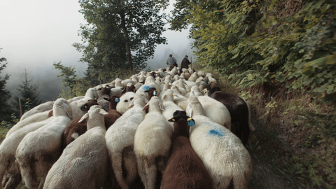 Summer in the Styrian Enns Valley, Bild 7